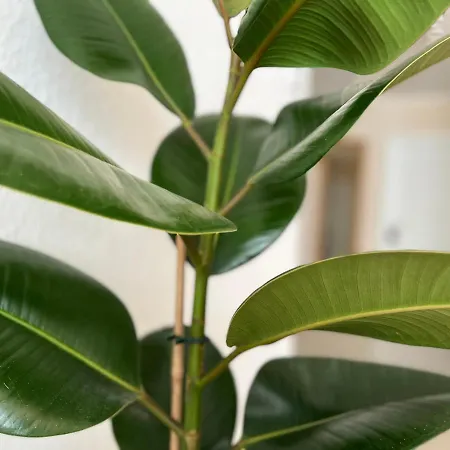 Golden Design Apartment, Zentral, Familie Und Business, 1000 Mbit Appartement